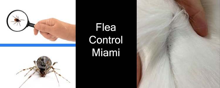 Flea Control Miami